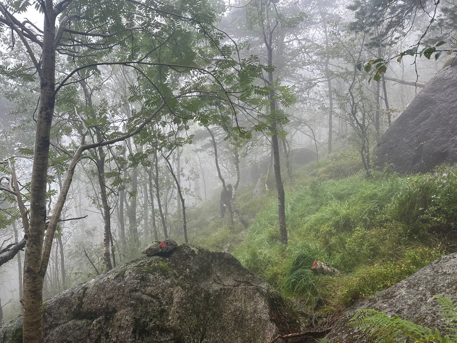 Wanderweg durch einen Birkenwald im dichten Nebel, rote Wegmarkierung auf einem Felsen